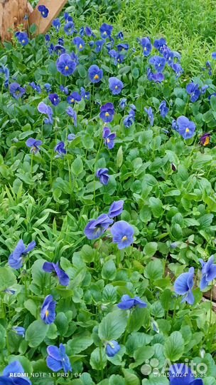 Рассада цветов