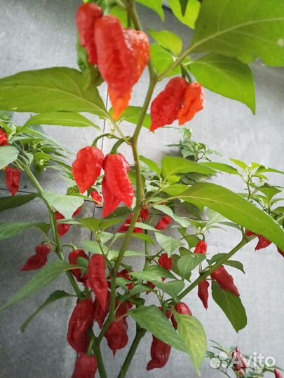 Острый перец семена