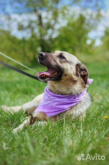 Собаки бесплатно в добрые руки