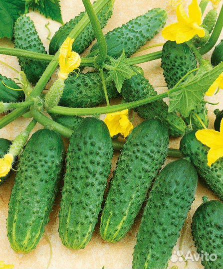 Рассада огурцов