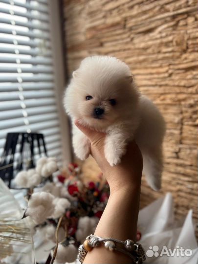 Щенки шпица mini мишка