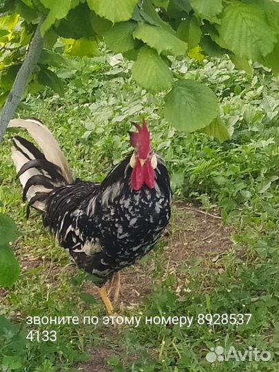 Инкубационные яйца и петухи