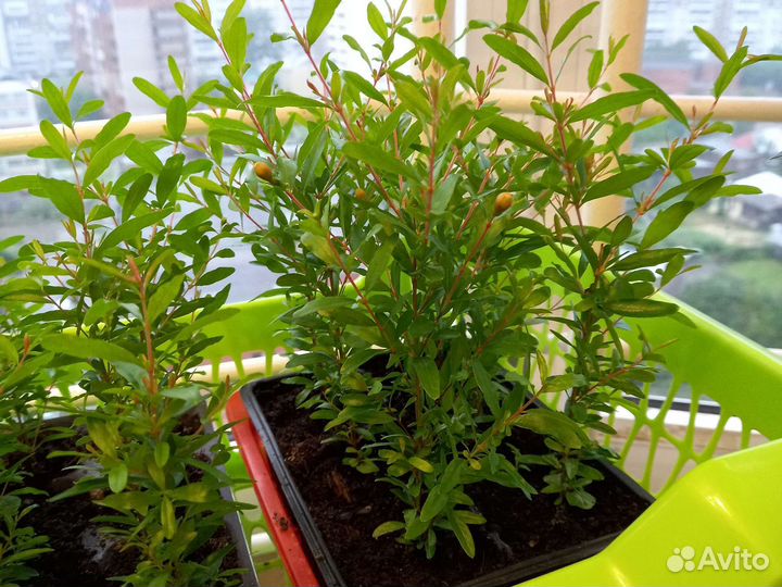 Гранат комнатный