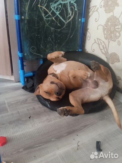 Стаффордширский терьер