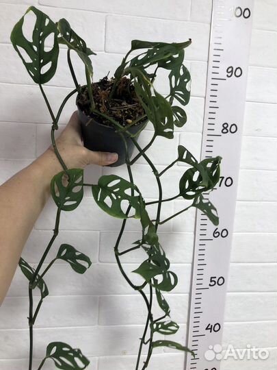 Монстера Манки маск и Адансони