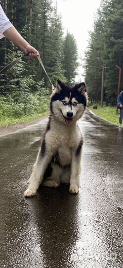 Сибирский хаски
