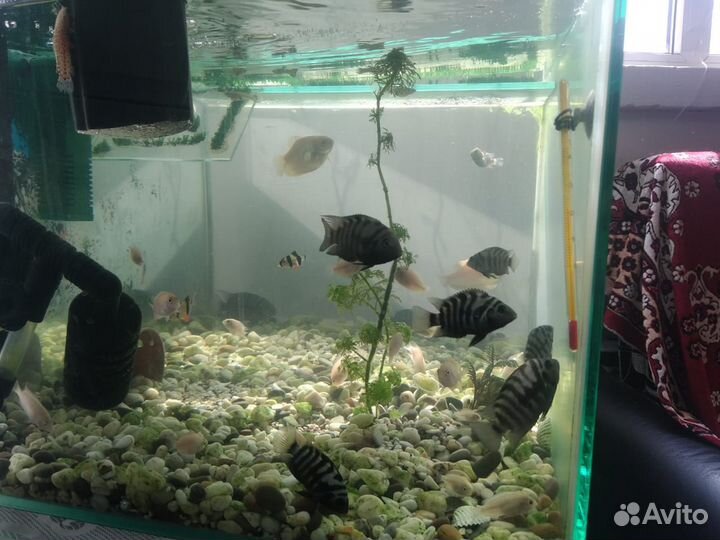 Аквариум с рыбками