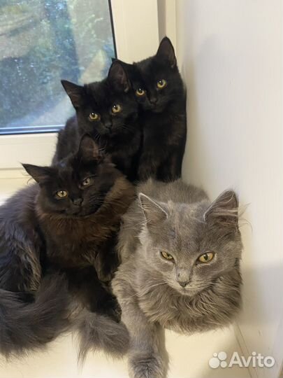 Британские котята