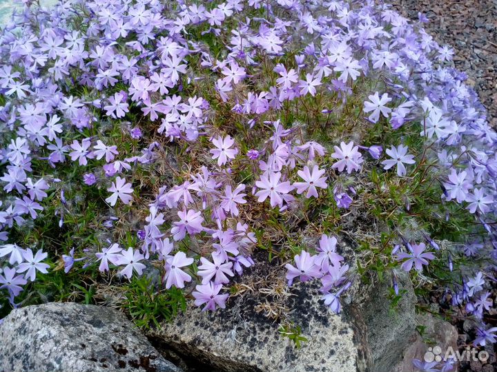 Пион (марьин корень)