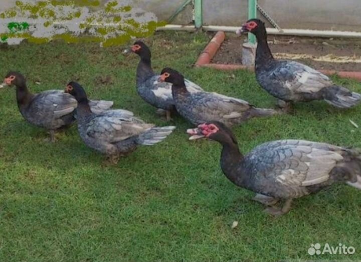 Мускусные утки тяжелые линии