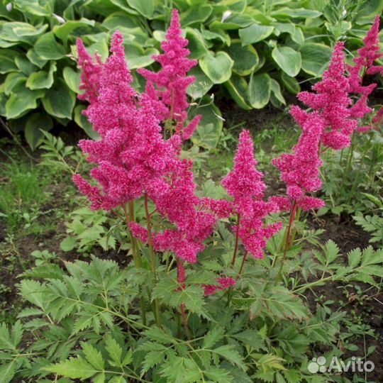 Астильба Фанал