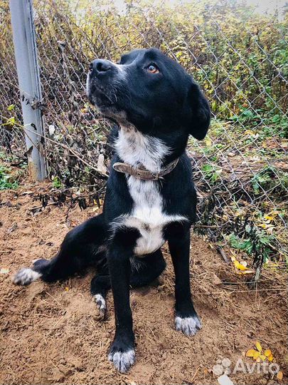 Ласковое Чудо