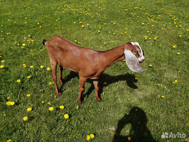 Англонубийские козы и козлята