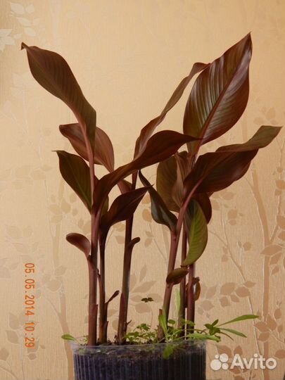 Цветок канна за 1 клубень