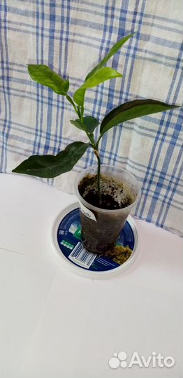 Саженцы цитрусовых