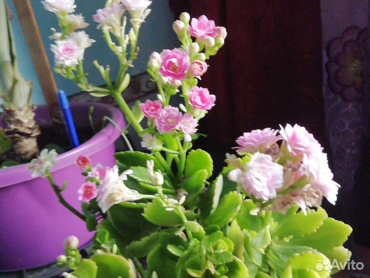 Каланхоэ цветущий