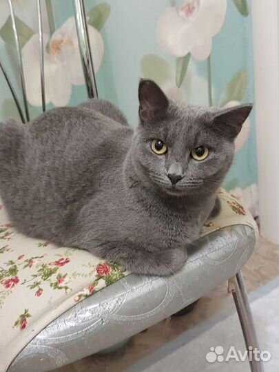 Кошечка ищет дом