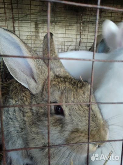 Кролики мясных пород
