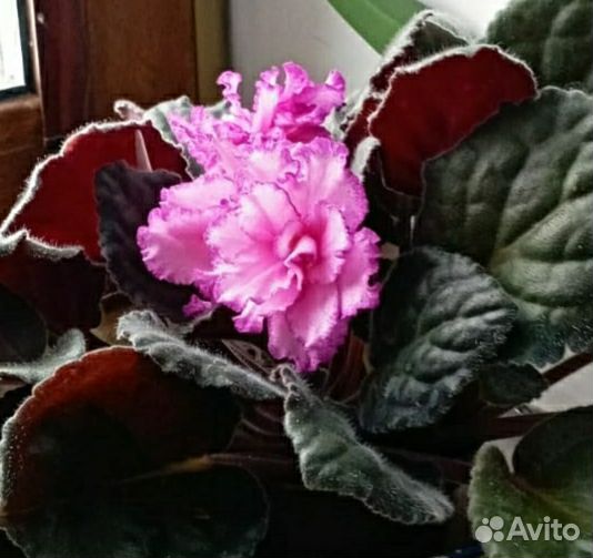 Сортовые фиалки