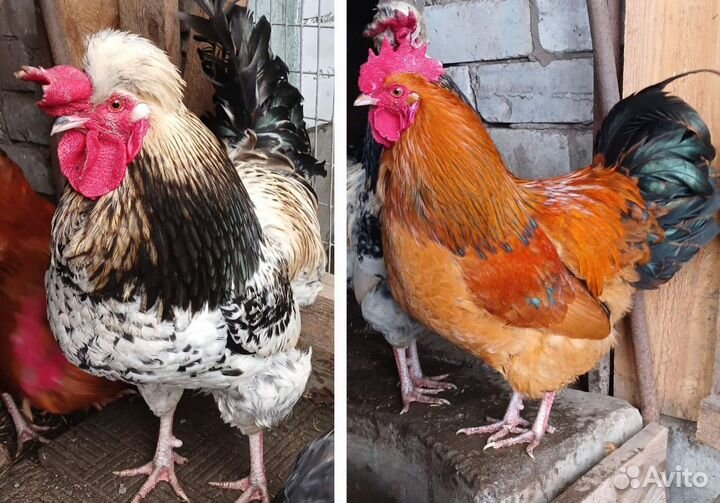 Продаю петуха