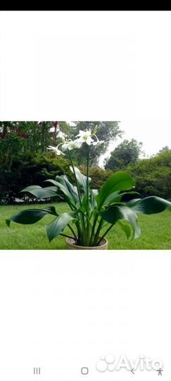 Эухарис амазонская лилия