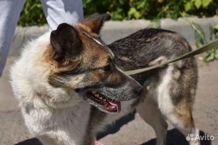 Собака в дар