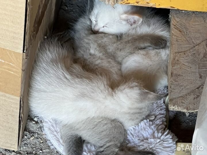 Котята в добрые руки бесплатно