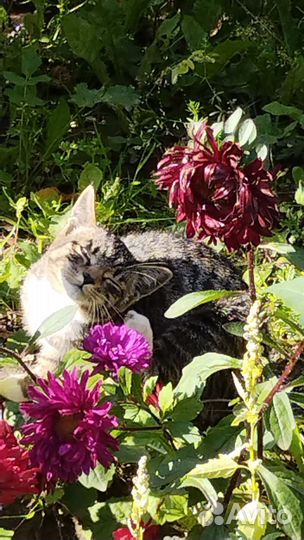Котята в добрые руки мальчики