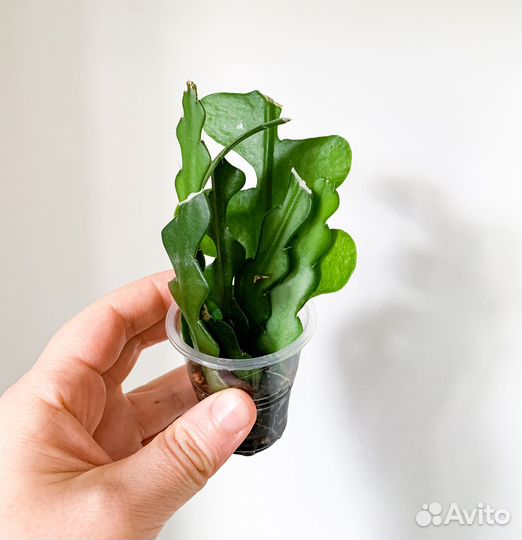 Комнатные растения 1 часть