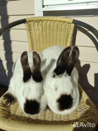 Самки калифорнийца