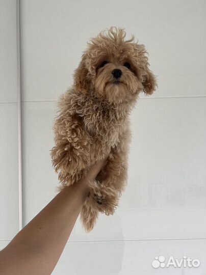 Мальтипу ф1 замечательный мальчик Корея Baby Face