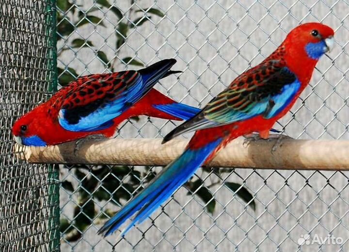 Пенантовая Розелла птенцы