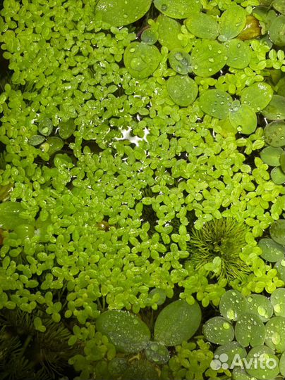 Растение «Пистия»