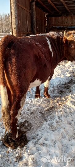 Бык на мясо