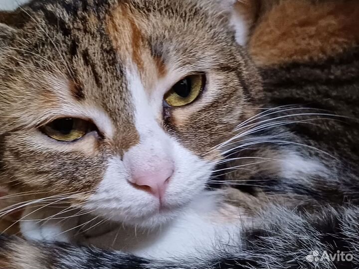 Котёнок девочка В добрые руки бесплатно