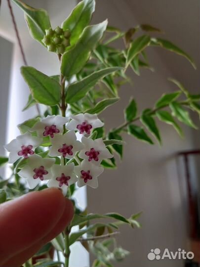 Комнатные растения,цветы,хойя,дисхидия,сциндапсус