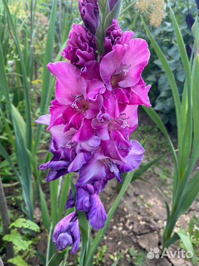 Гладиолусы луковицы