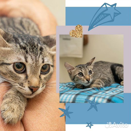 Котенок в добрые руки