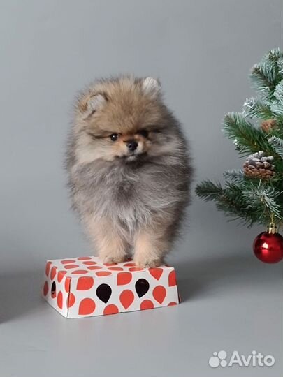 Фотографирую животных (фотограф- анималист)