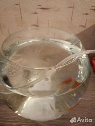 Золотая рыбка + круглый аквариум