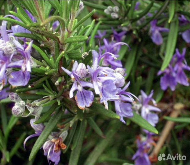 Розмарин саженцы