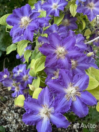 Семена клематиса