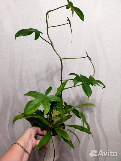 Филодендрон