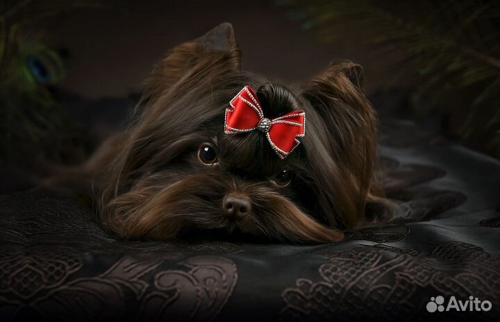 Шоколадный йорк Мини вязка