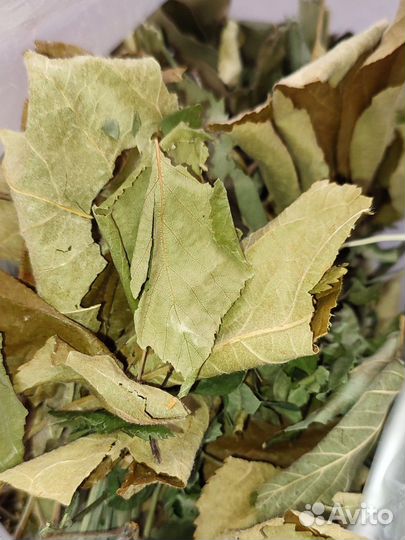 Листья яблони