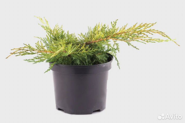 Продам можжевельник Голд Стар