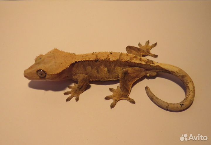 Реснитчатые гекконы-бананоеды