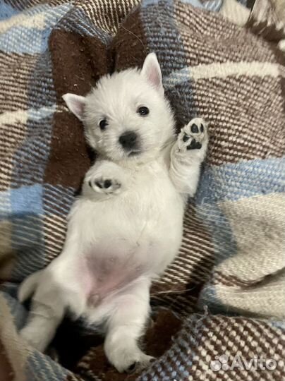 Вест хайленд уайт терьер щенки