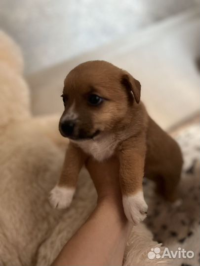 Щенки ши-тцу папа джек рассел мама