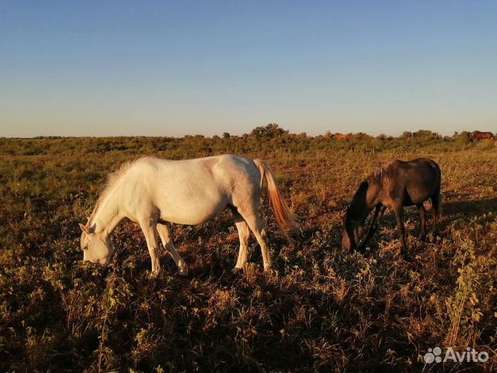 Лошадь кабыла